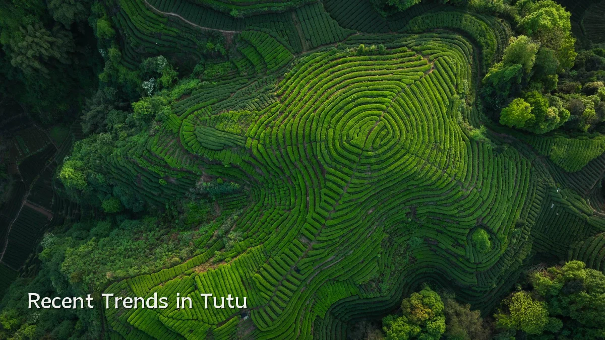 Recent Trends in Tutu