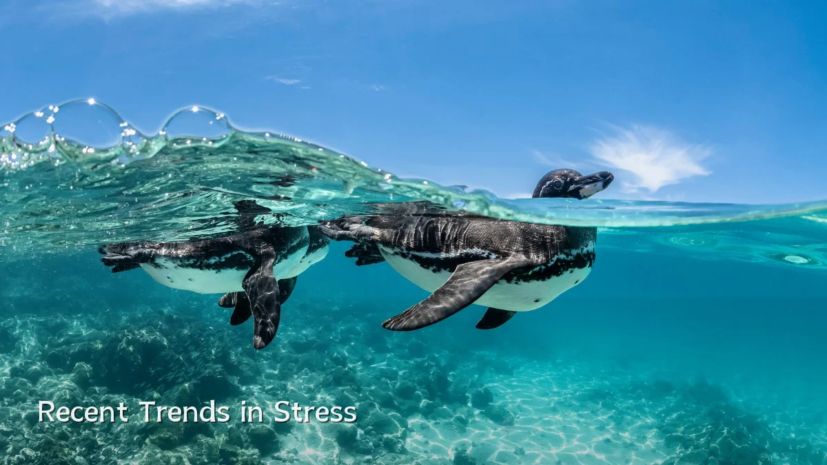 Recent Trends in Stress